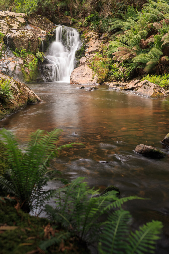 Small ferns in the foreground, an expanse of shallow water in the middle ground and one half of the main Halls Falls in the background, with a profusion of tree ferns to the right. 