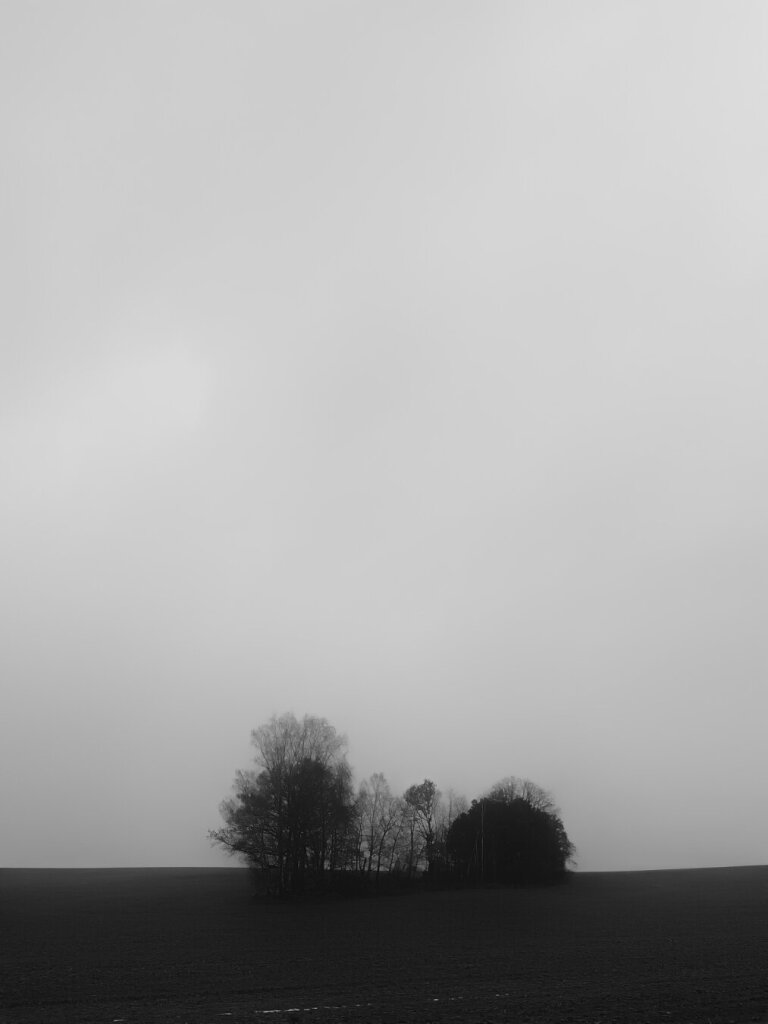 Ein paar Büsche auf dem Feld unter strukturlosem Himmel