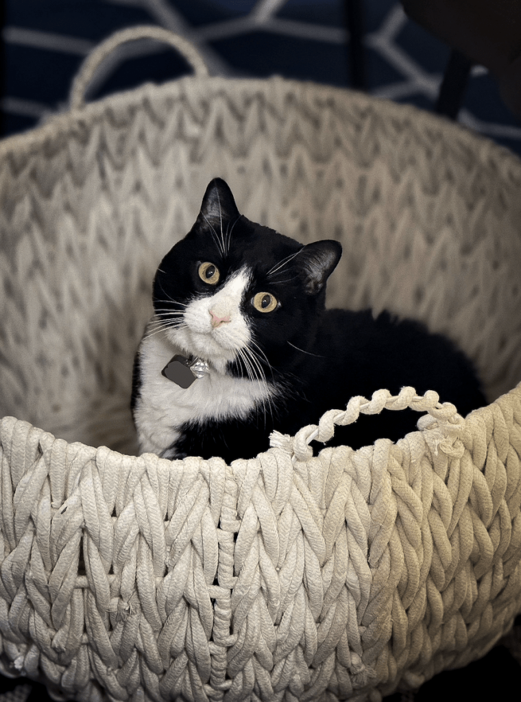 Mr Tuk, sitting in our xmas tree basket that we haven't been able to put away yet because this glorious beast is always so adorable(y) chilling in it.

(This post does not constitute a cat over dog preference, even though the cat is totes adorbs, I must be loyal to my best friend, dogs rule)