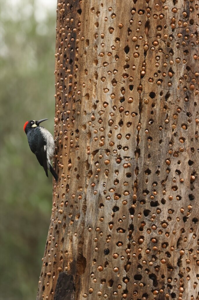 A small bird hangs on the side of a massive tree trunk packed with an impossibly high number of acorns that are drilled into the bark.