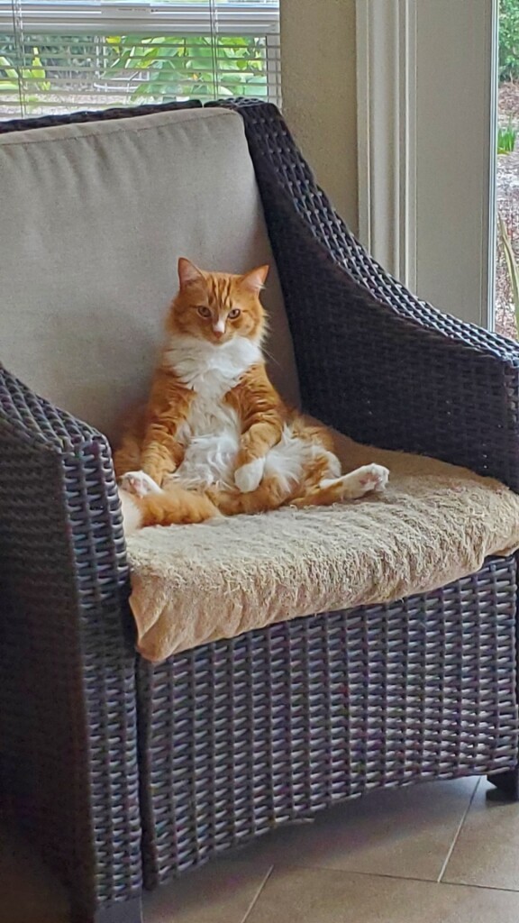 Orange and white long haired cat sitting like a human.