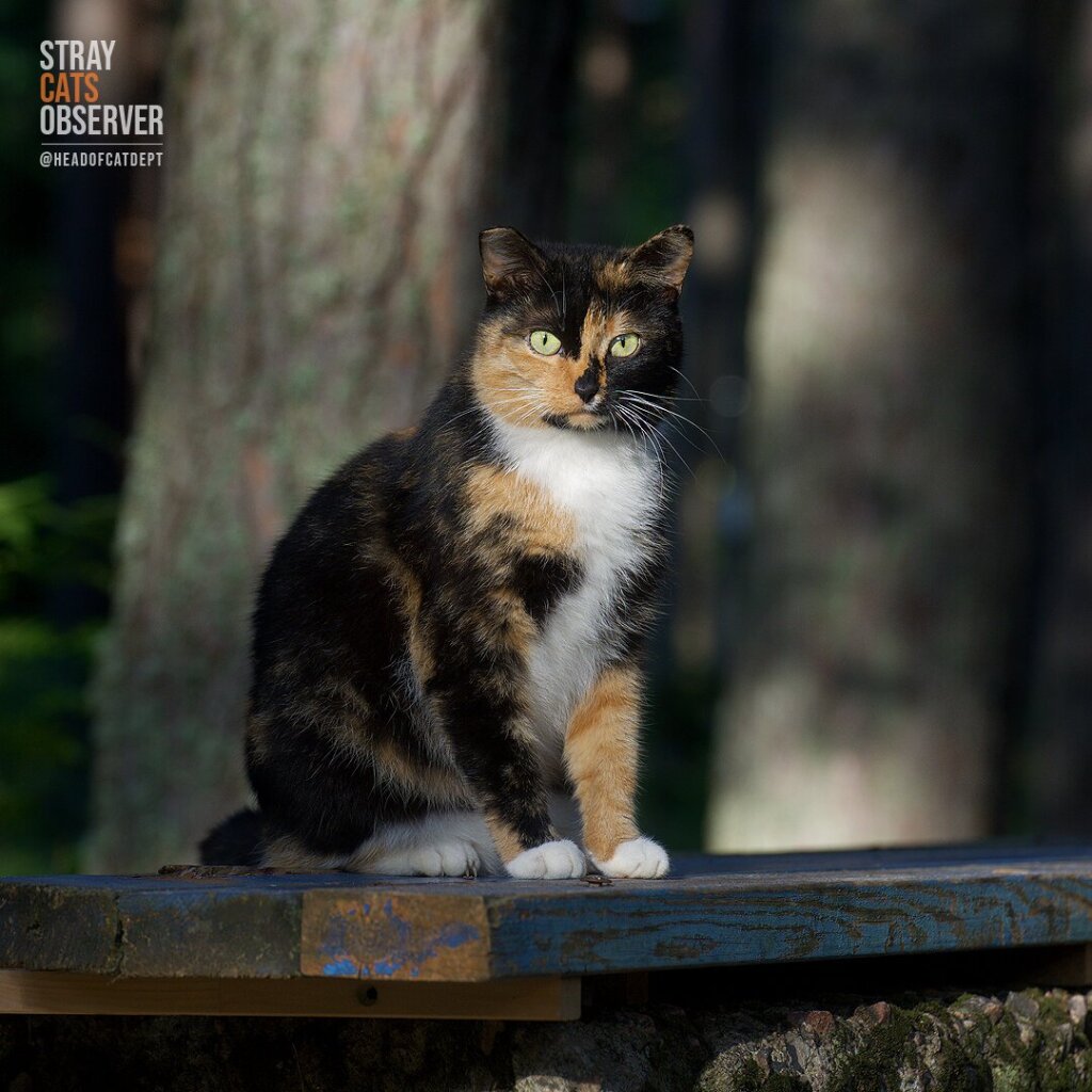 Calico cat sits on the bench in the sunlight