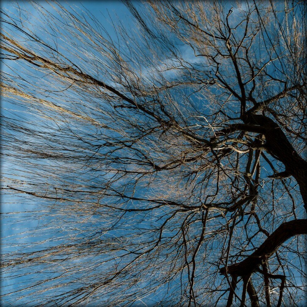 Looking up into the branches of a large willow tree and the blue sky with soft wispy clouds.