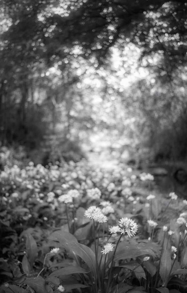 Ramson (wild garlic) growing alongside a small stream flowing through a canopy of trees in springtime, shot on Agfa APX100 film with a Minolta X700 SLR