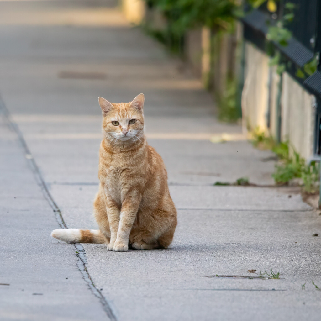 Orange Katze mit weisser Musterung sitzt mitten am Gehsteig mit Kopf und Brust Richtung Betrachter. Die beiden Vorderpfoten eng nebeneinander vor dem Körper, die linke Pfote im Bild ist etwas hinter der rechten. Der Schwanz liegt gerade am Boden und zeigt nach links.
Rechts sind die kleinen Gartenzaun-Mauern zu sehen mit diversem Grünzeug das am übergang zum Gehsteig hervorsprießt bnzw. von den Gärten heraus wächst.