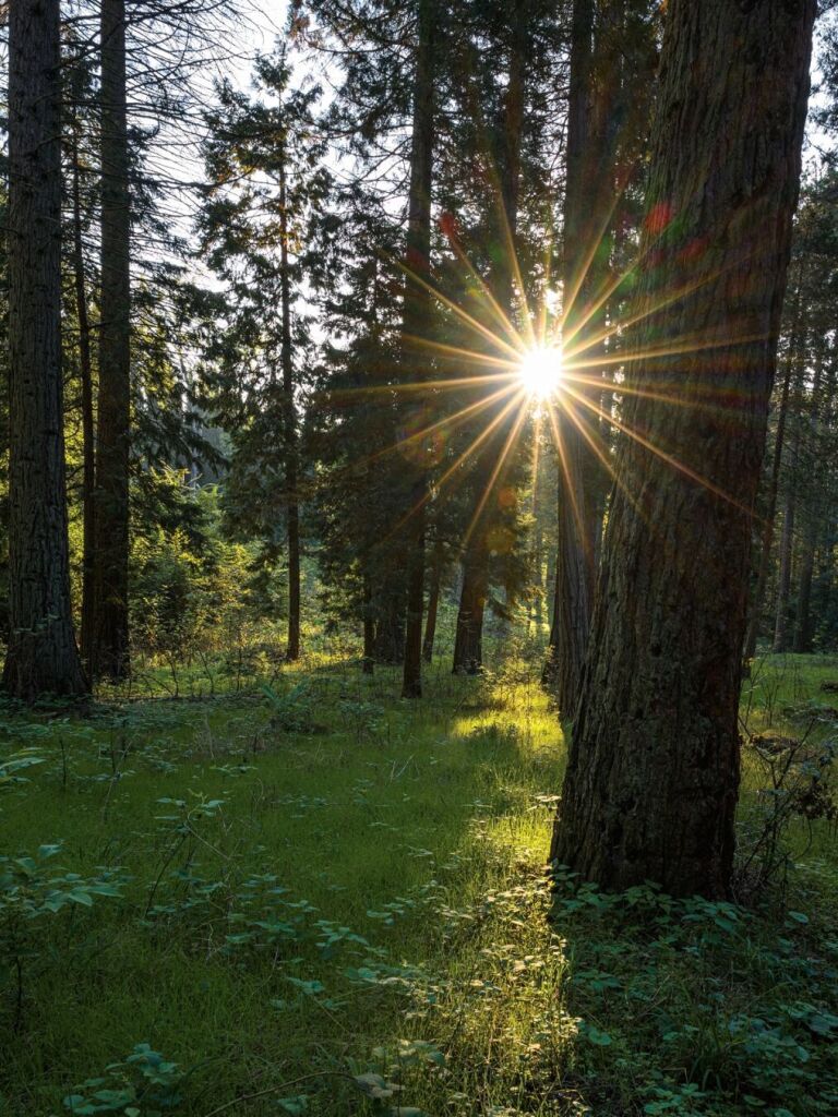 Ein Bild in einem Wald mit einigen Bäumen und einem Sonnenstern