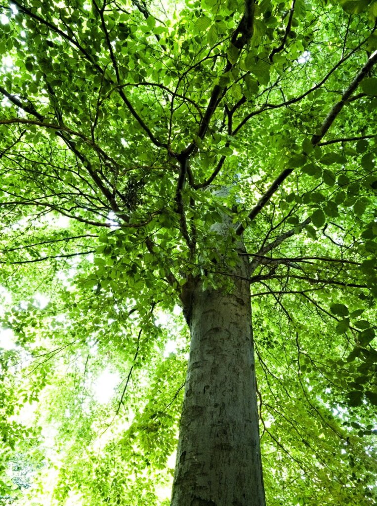 Green Tree in frog perspective