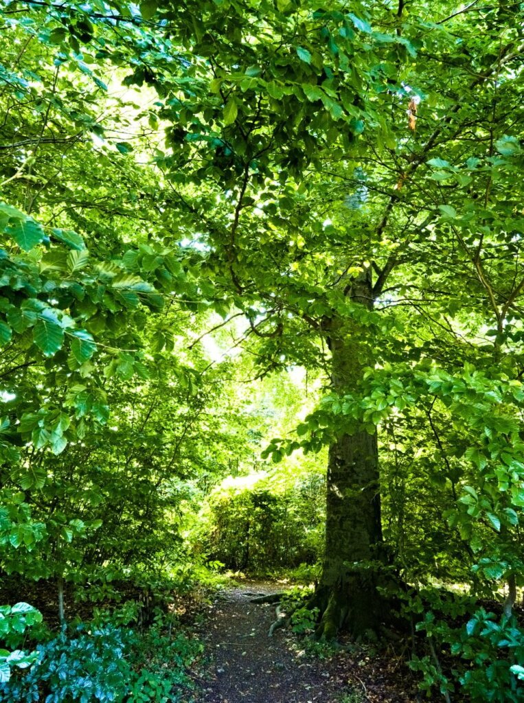 Green tree in the wienerwald near purkersdorf