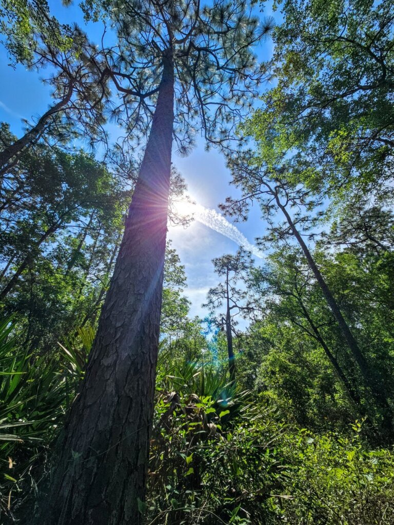 Looking up at an opening in the forest canopy, high above incredibly tall, skinny, trees, where the sun is bursting bright rays against a brilliant blue sky.