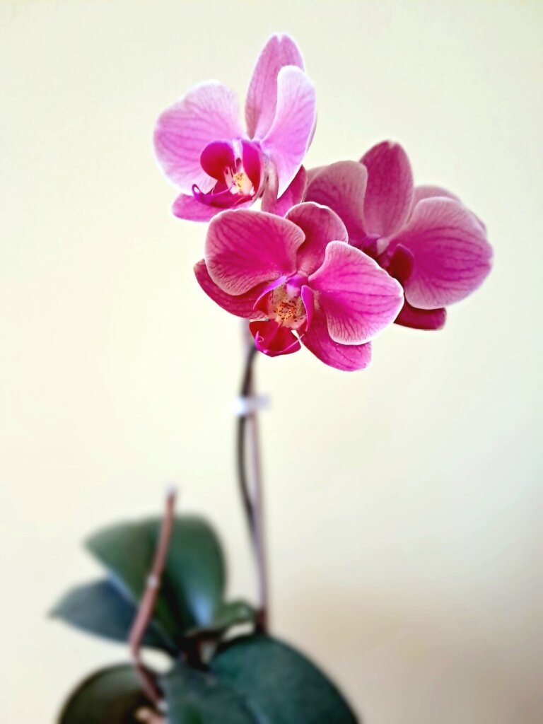 My dad's last orchid.