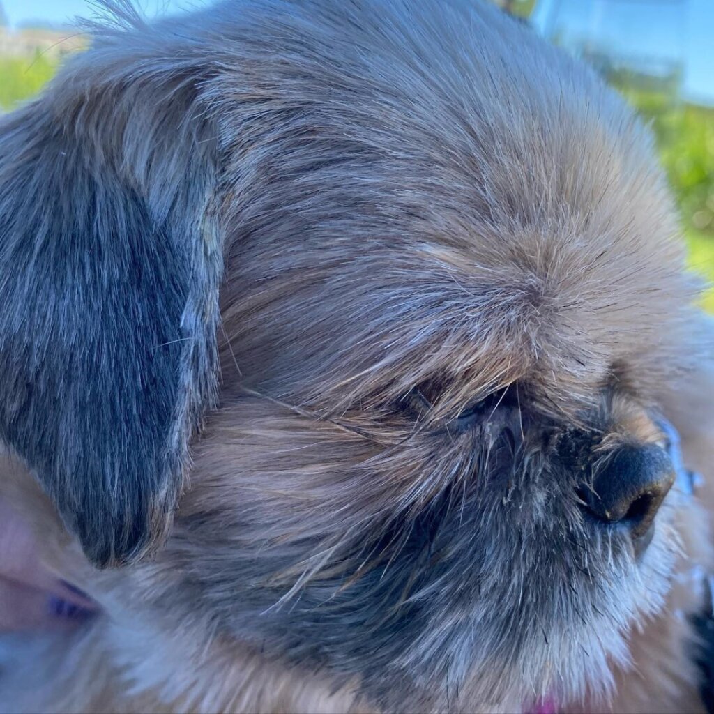 A closeup side view of the head of a shih tzu.  Mostly tan fur.  Right ear is a mix of darker and lighter fur.  The snout fur closest to the nose is also darker.  Nose is black.  Right eye only partially visible as some fur from above is obstructing the view.