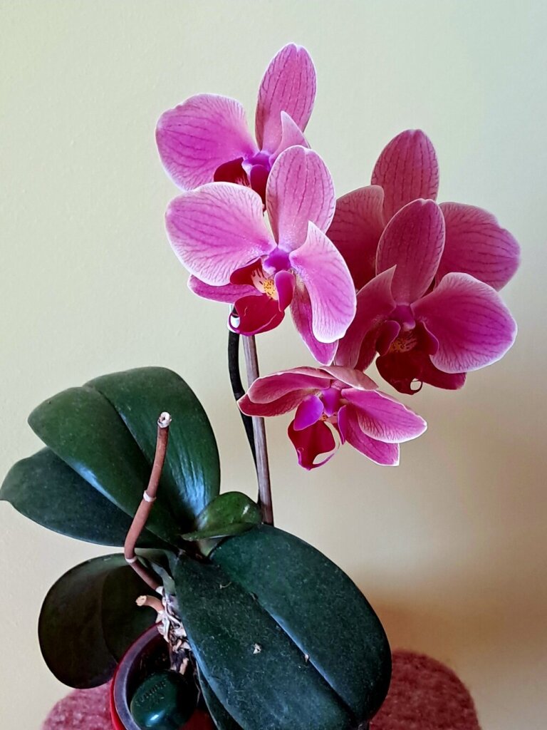 My dad's last pink phalaenopsis orchid