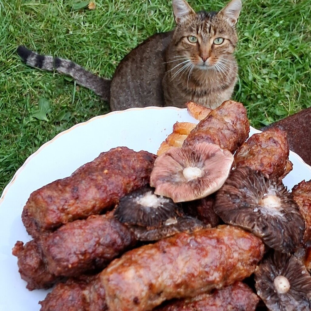 My cousin's cat willy under a plate with barbecue food