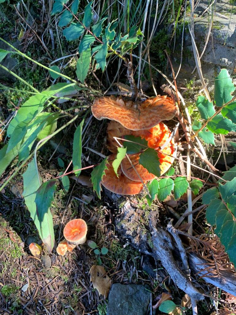 Scaly Chanterelle mushroom, kind of orange funnel shaped, nestled in some dirt and plants at the edge of the trail. Don't eat these, they are not the good kind of chanterelle. These produce nausea in most people!