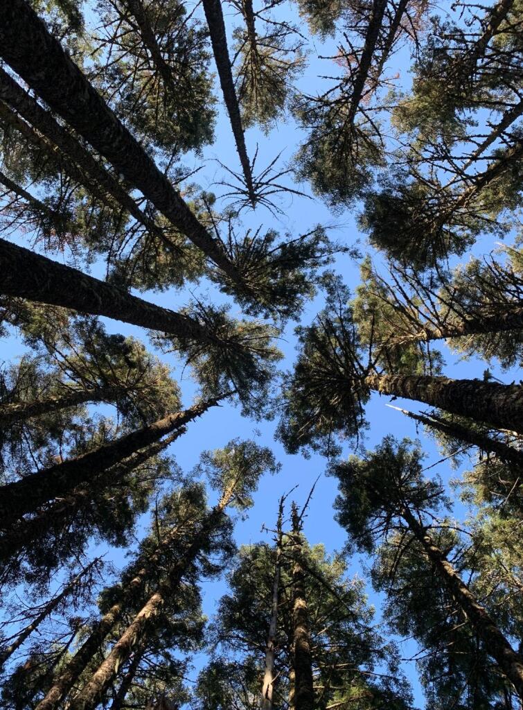 Looking straight up in the middle of a stand of firs. Blue sky beyond the tree tops.