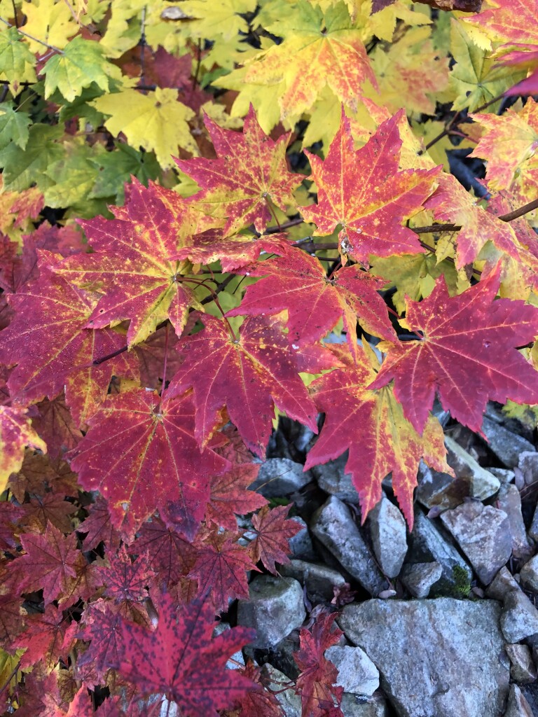 Several maple leaves at the side of a rocky trail. The leaves are brilliant red. 