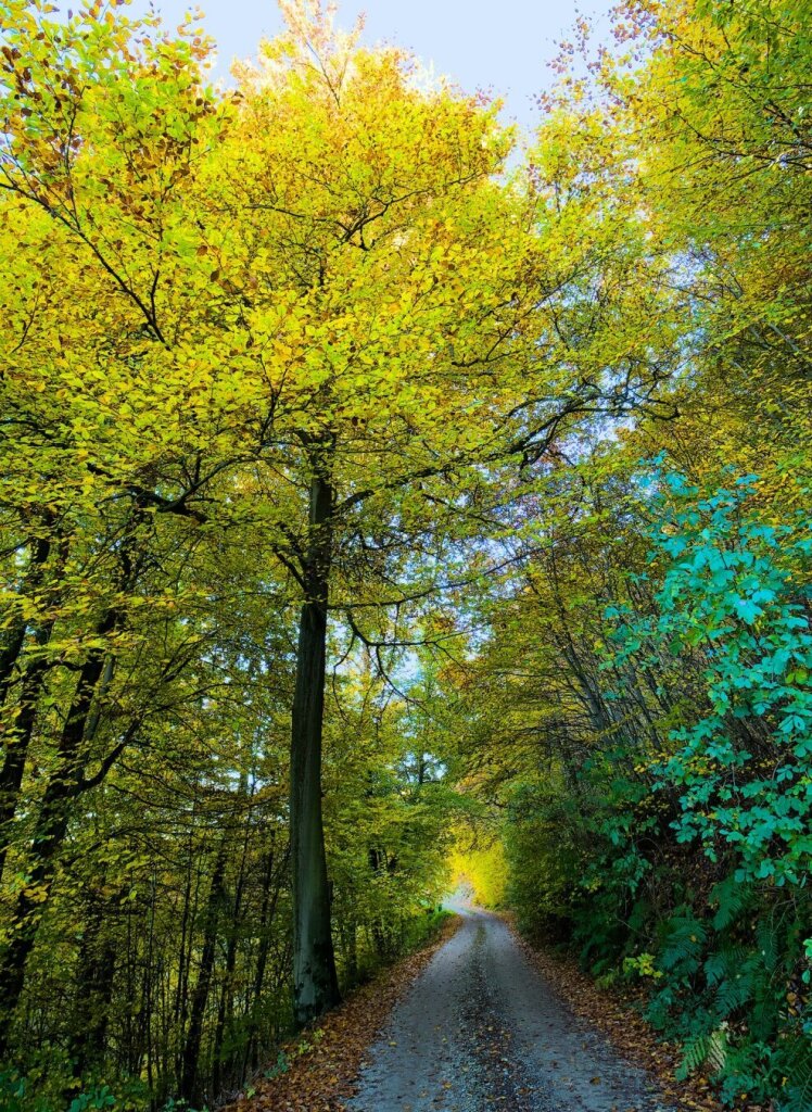 Forest trail with big yellow tree in early november