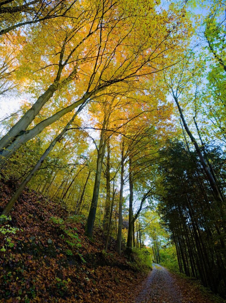 forest way in early november