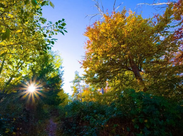 trail in the dunkelsteiner forest in early november with big yellow tree and sunstar