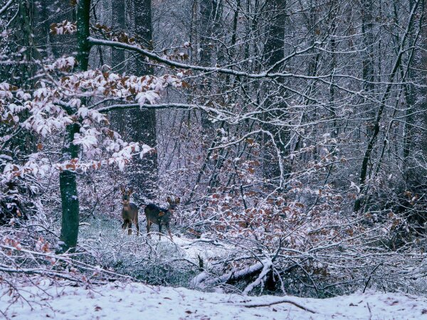 Two deers standing in a snowy forest, looking right at the camera. One is ready to run off.