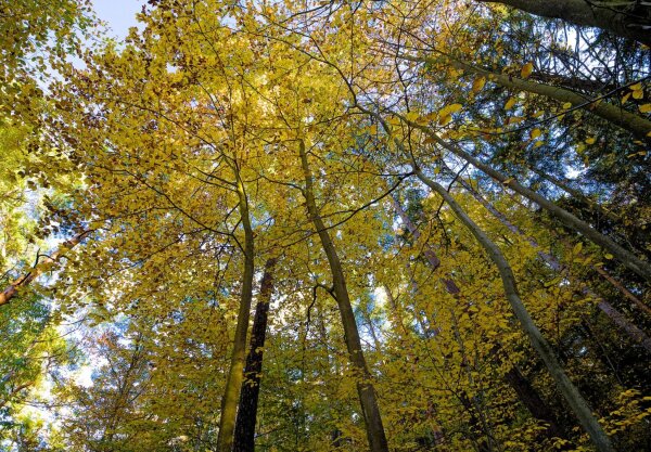 Yellow trees seen from blow, ultrawide effect