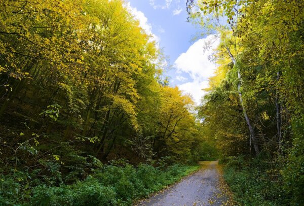 Forest way in late october