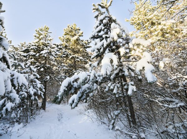 winter in the vienna woods, snowy forest