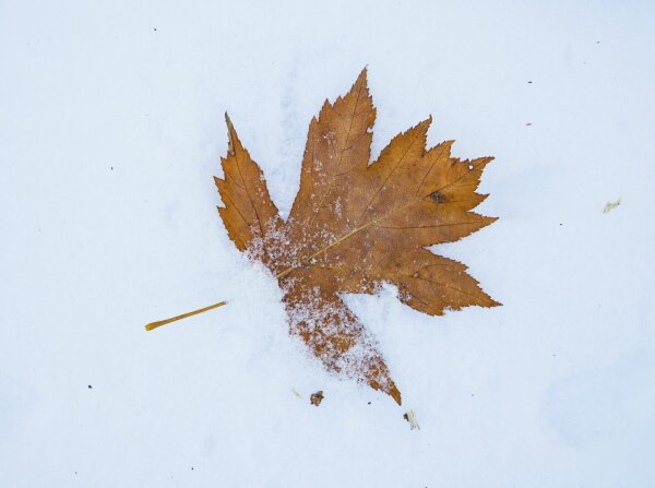 Red leaf lying on white snow