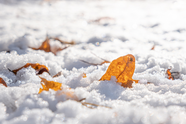 Braune Blätter im Schnee leuchten im Gegenlicht der Sonne.