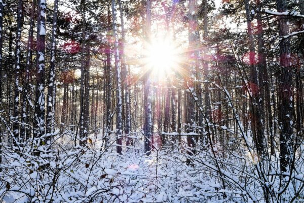 sunstar in the winterly forest