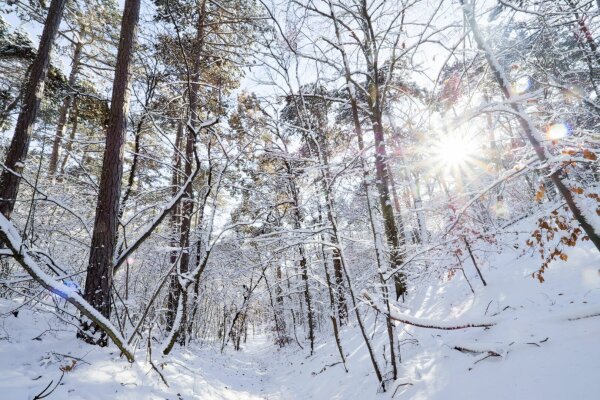 Snowy forest with sunstar