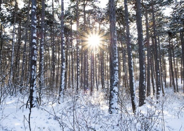 Sunstar between the trees in a snowy forest