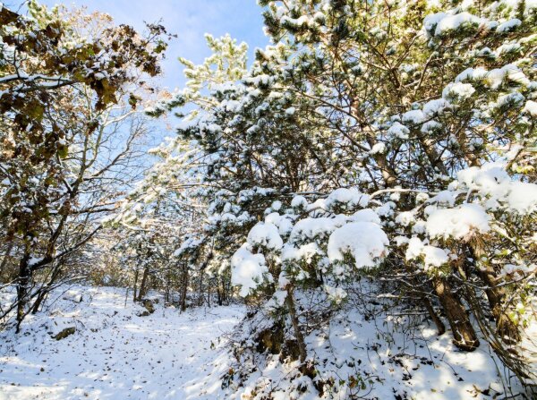 snowy forest