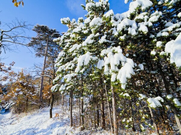 Snowy forest