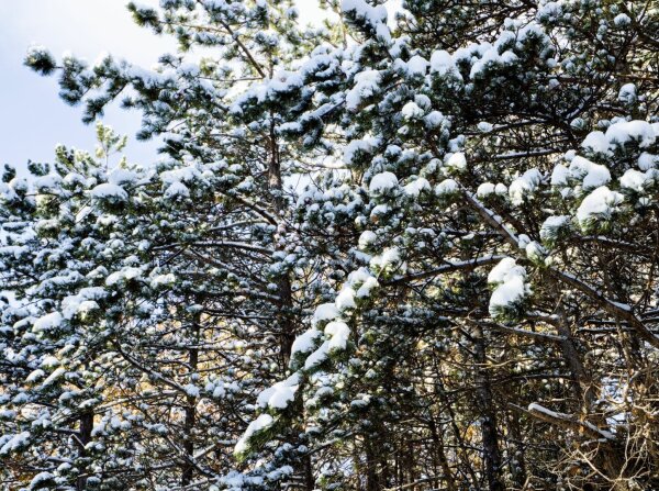 snowy tree fragment