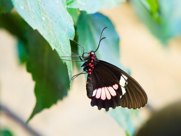 black troplical butterfly with green and yellow bokeh in the mariposario del drago in icod de los vinos, tenerife