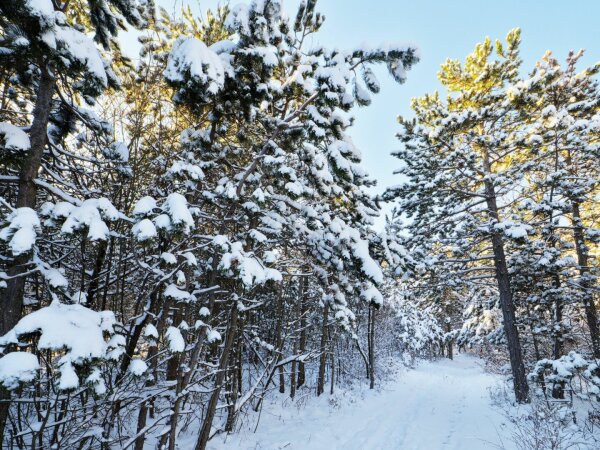 snowy forest