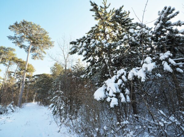 Snowy forest