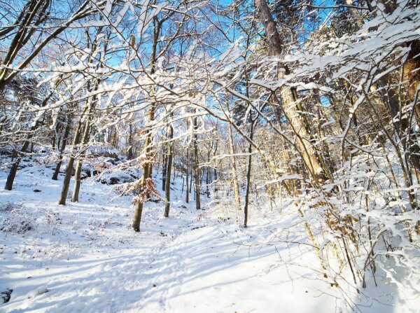 snowy forest on a sunny winter's day