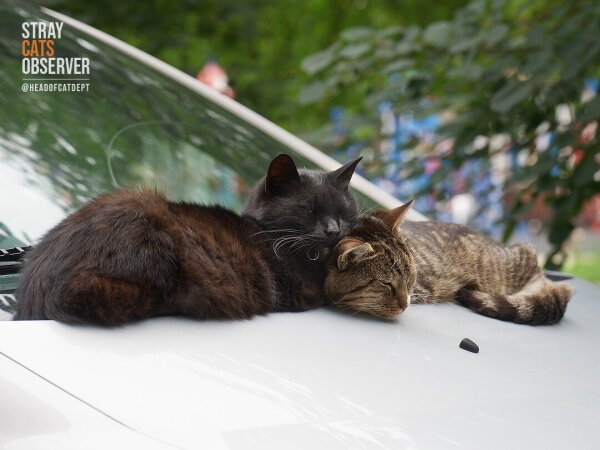 Two cats sleep cuddled together on the hood of a car