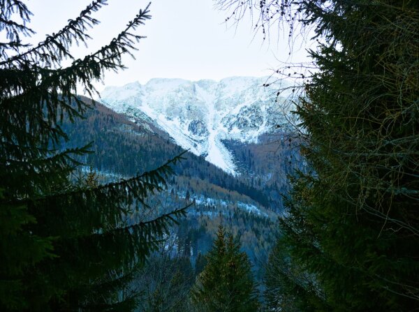 Snowy mountain fragment between pine trees