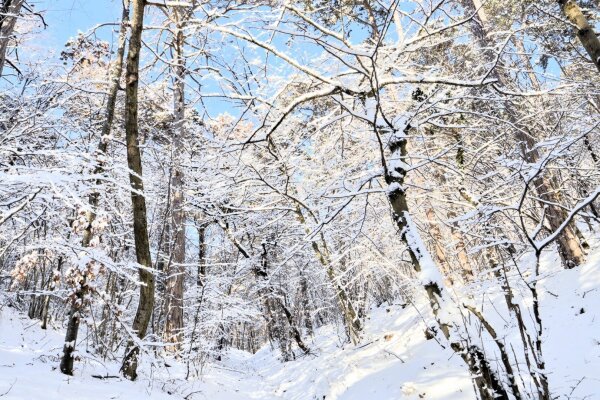 snowy forest