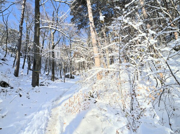 Snowy forest