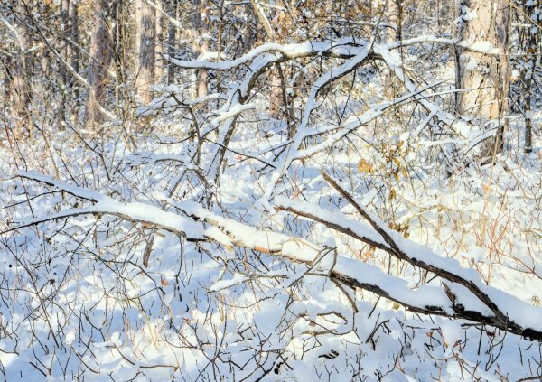 Snowy branches in the forest