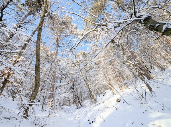 Snowy forest