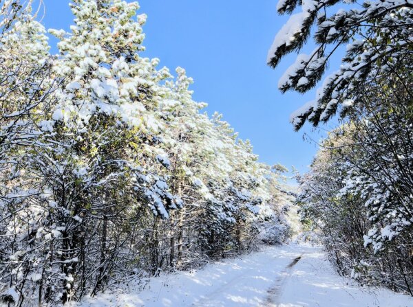 snowy forest road