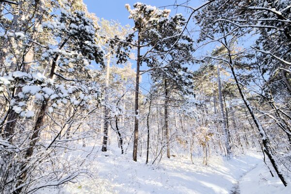 Snowy forest