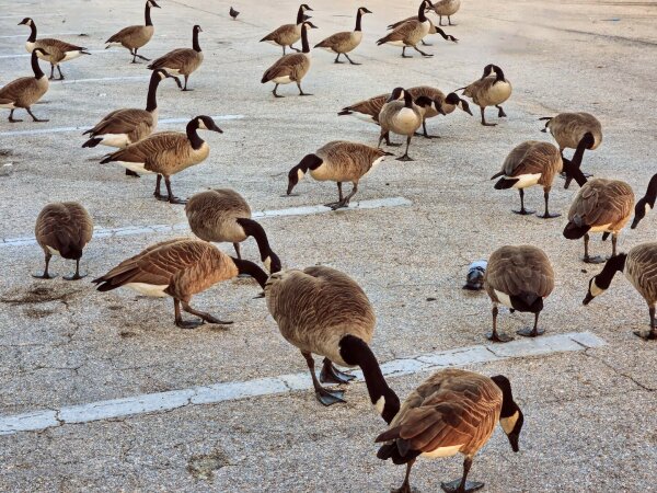 Numerous Geese across an empty parking lot with individual scenes playing out amongst them.