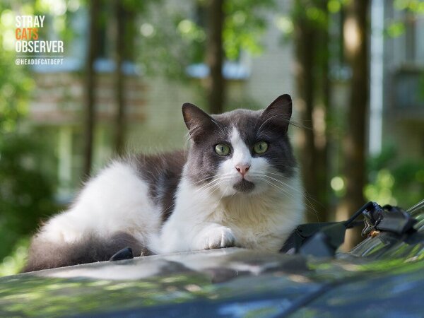 Fluffy grey and white cat lies on a car