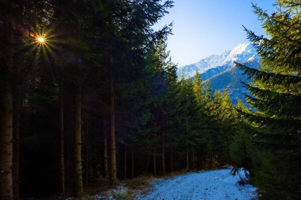 Way in an alpine forest, to the left, an tiny sunstar between the trees, to the right, over the way, a fragment of the snow covered schneeberg